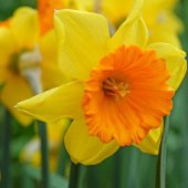 Love Day Sun Nergis Soğanı (5 adet) thumbnail 1