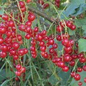 Doğal Kırmızı Frenk Üzümü Tohumu (10 Adet) thumbnail 1