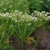 Doğal Anason Tohumu(100 adet) thumbnail 1