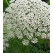 Spilanthes Oleraceae Tothache Plant Doğal Diş Otu Tohumu(20 tohum) thumbnail 3