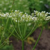 Doğal Anason Tohumu(100 adet) thumbnail 2