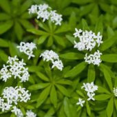 Geyik Otu Tohumu(100 tohum) thumbnail 2