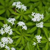 Geyik Otu Tohumu(100 tohum) thumbnail 4