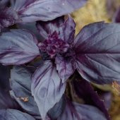 Koyu Siyah Tatlı Fesleğen Tohumu(100 tohum) thumbnail 3