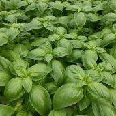 Dogal Green Geniş Yapraklı Aromatik Fesleğen Tohumu (50 tohum) thumbnail 3