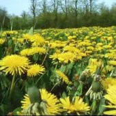 Şifali Chia Bitkisi Tohumu(50 tohum) thumbnail 4