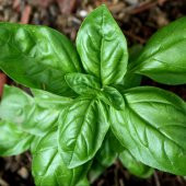 İri Yaprakllı Genovese Fesleğen Tohumu (200 tohum) thumbnail 5