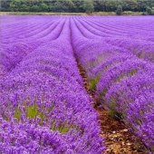 Lavandula Angustifolia Lavanta Çiçeği Tohumu(25000 tohum) thumbnail 5