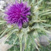 Kenger Otu(Cynara Cardunculus) Tohumu(5 tohum) thumbnail 3