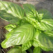 Saksılık Çok Geniş Yapraklı Tatlı Fesleğen Tohumu (250 tohum) thumbnail 1