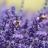 Lavandula Angustifolia Lavanta Çiçeği Tohumu(10 gram) thumbnail 1