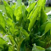 Doğal Kuzu Kulağı Tohumu(50 tohum) thumbnail 3