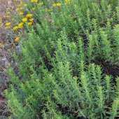 Doğal İstanbul Kekiği Tohumu(50 tohum) thumbnail 2