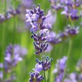 Lady Mor Lavanta Çiçeği Tohumu(20 tohum) thumbnail 3