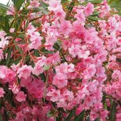 Tüplü Katmerli Pembe Çiçekli Zakkum Fidanı (150-200 cm Çiçek Açma Durumunda) - 4