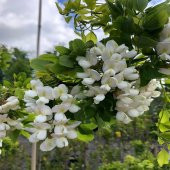 Tüplü Kokulu Beyaz Çiçekli Robinia Akasya Fidanı(150-200 cm) - 4