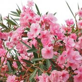 Tüplü Katmerli Pembe Çiçekli Zakkum Fidanı (150-200 cm Çiçek Açma Durumunda) - 7