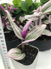 Nanouk Telgraf Çiçeği Pastel Renkler Ofis Salon Bitkisi thumbnail 2