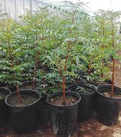 Tüplü Ucb 1 Antep Fıstığı Anacı Fidanı (10 Adet) thumbnail 2