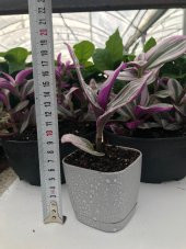 Nanouk Telgraf Çiçeği Pastel Renkler Ofis Salon Bitkisi thumbnail 7