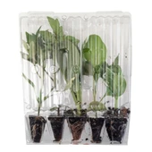 Turşuluk Kornişon Fidesi-5 Adet thumbnail 12