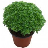 Saksılık Top Fesleğen Tohumu -245 Adet - 2