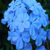 Blue (Jasmine) Yasemin Tohumu -5 Adet - 1