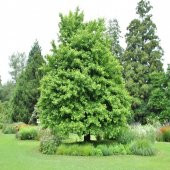 Anadolu Sığla Ağacı Tohumu -45 Adet thumbnail 4