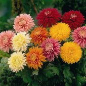 Karışık Krizantem Zinnia Kirli Hanım Çiçeği Tohumu -140 Adet - 1