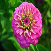 Pink Zinnia Kirli Hanım Çiçeği Tohumu -40 Adet thumbnail 1