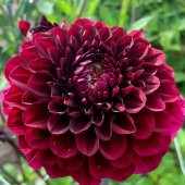 Bordo Zinnia Kirli Hanım Çiçeği Tohumu -40 Adet - 1