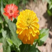 Sarı Zinnia Kirli Hanım Çiçeği Tohumu -40 Adet - 1