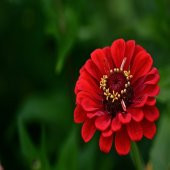 Kırmızı Zinnia Kirli Hanım Çiçeği Tohumu -40 Adet - 1
