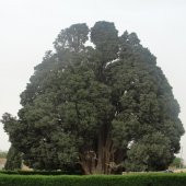 Halep Çamı (PINUS HALEPENSIS) Ağacı Tohumu -10 Adet - 2