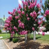 Pembe Oya Ağacı Tohumu -5 Adet - 4
