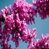 Pembe Çiçekli Erguvan Ağacı Tohumu -100 Adet thumbnail 6