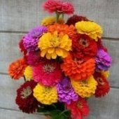 Karışık Zinnia Kirli Hanım Çiçeği Tohumu -40 Adet - 4