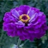 Gece Mavisi Zinnia Kirli Hanım Çiçeği Tohumu -40 Adet - 3