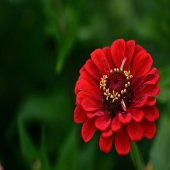 Kırmızı Zinnia Kirli Hanım Çiçeği Tohumu -40 Adet - 2