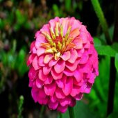 Mor Ötesi Zinnia Kirli Hanım Çiçeği Tohumu -40 Adet thumbnail 3