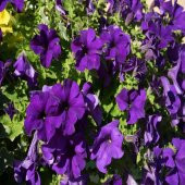 İhtişamlı Eflatun Petunya (Petunia) Çiçeği Tohumu -800 Adet - 1