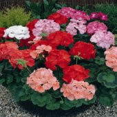 Karışık Sardunya Geranium Sanguineum Çiçeği Tohumu -23 Adet thumbnail 3