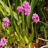 Pembe Plectritis Çiçeği Tohumu -100 Adet - 5