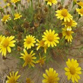 Koyu Sarı Aster Papatya Çiçeği Tohumu -100 Adet - 1