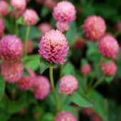 Pembe Medine Hanım Düğmesi Çiçeği Tohumu -50 Adet thumbnail 2