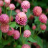 Pembe Medine Hanım Düğmesi Çiçeği Tohumu -50 Adet thumbnail 4