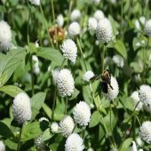 Beyaz Medine Hanım Düğmesi Çiçeği Tohumu -50 Adet - 4