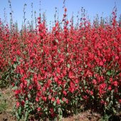 Kırmızı Renkli Clarkia Çiçeği Tohumu -95 Adet - 2