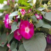 İpomea Crimson Rambler Gündüz Sefası Çiçeği Tohumu -10 Adet - 4