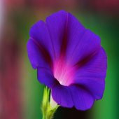 İpomea Morning Japon Gündüz Sefası Çiçeği Tohumu -10 Adet thumbnail 3